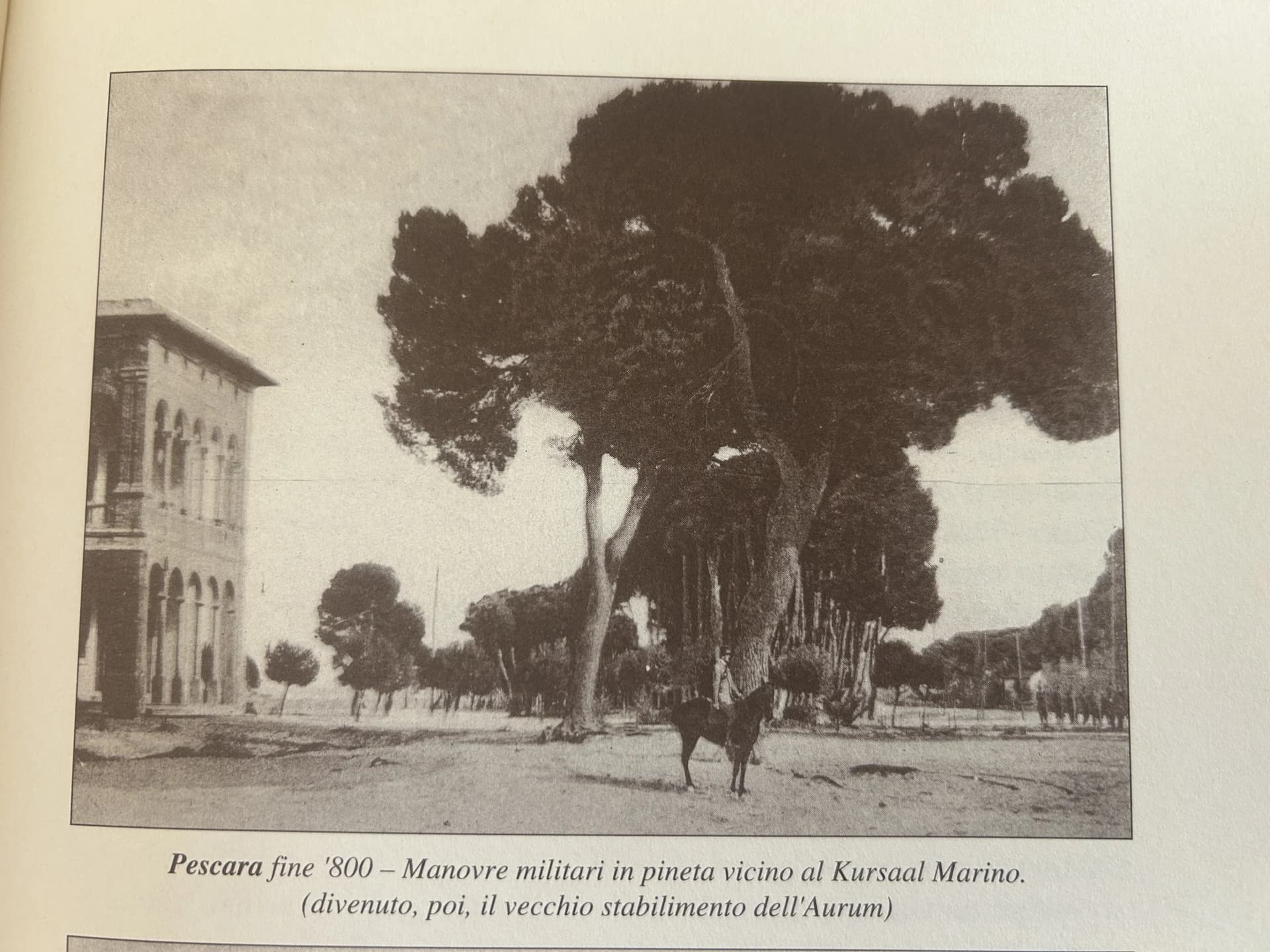 Fotografia d’epoca della pineta con il Kursaal sulla sinistra e un grande pino, dalla raccolta di lavorazione
